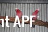 thumb_small_galah_pair.jpg