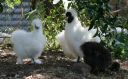snowball_and_young_white_pullet_8_3_08.jpg