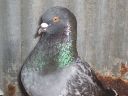 stuarts_pigeons_and_poultry_002.jpg