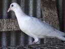 stuarts_pigeons_and_poultry_008.jpg