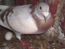 stuarts_pigeons_and_poultry_011.jpg