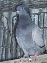 stuarts_pigeons_and_poultry_025.jpg