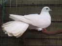 stuarts_pigeons_and_poultry_029.jpg