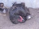 stuarts_pigeons_and_poultry_033.jpg