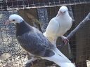 stuarts_pigeons_and_poultry_045.jpg