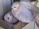 stuarts_pigeons_and_poultry_059.jpg