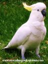 sulphur_crested_cockatoo.jpg