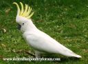 sulphur_crested_cockatoo_1.jpg