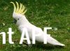 thumb_sulphur_crested_cockatoo_1~0.jpg