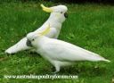 sulphur_crested_cockatoos.jpg