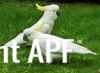 thumb_sulphur_crested_cockatoos~0.jpg