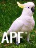 thumb_sulphur_crested_cockatoo~0.jpg