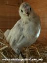 super_model_in_the_making_chick_2.jpg