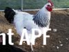 thumb_sussex_rooster_2.jpg