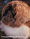 the_infamous_ever_so_soft_and_fluffy_tail_feathers.jpg