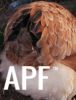 thumb_the_infamous_ever_so_soft_and_fluffy_tail_feathers~0.jpg