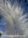 the_softest_of_feathers.jpg