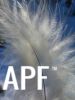 thumb_the_softest_of_feathers~0.jpg