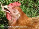 the_sun_on_my_feathers_feel_oh_so_good.jpg