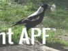thumb_thieving_magpie.jpg