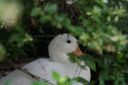 thistle__white_call_duck_apr_09.jpg