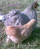 thumb_080320112801829.jpg