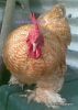 thumb_080320112802329.jpg