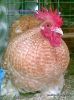 thumb_111120102800429.jpg