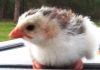thumb_2013-04-15_17_29_30.jpg