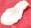 thumb_8025252520pied2520lavender2520keet~1.jpg