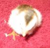 thumb_8025252520pied2520pearl2~1.jpg