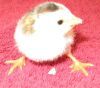 thumb_8025252520pied2520pearl~1.jpg