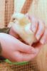 thumb_a_chick_in_hand.jpg