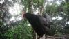 thumb_a_hens_life-wombat_the_chook~1.jpg