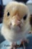 thumb_a_p_f_my_fowls_are_you_my_mummy~1.jpg