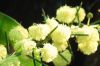 thumb_a_splash_of_wattle.jpg