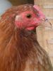 thumb_an_intelligent_chook.jpg