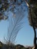 thumb_araucana_feather.jpg