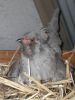 thumb_araucana_laying_her_egg_photo_1~1.jpg