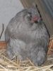 thumb_araucana_laying_her_egg_photo_2~1.jpg