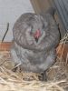 thumb_araucana_laying_her_egg_photo_3__~1.jpg