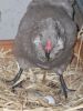 thumb_araucana_laying_her_egg_photo_4~1.jpg