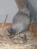 thumb_araucana_laying_her_egg_photo_5~1.jpg
