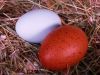 thumb_back_into_lay_eggs.jpg