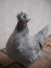 thumb_bad_feather_day_0.jpg