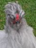 thumb_bad_feather_day_28329~1.jpg