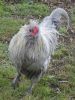 thumb_boys_will_be_boys_-_after_a_mud_bath~1.jpg