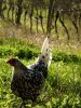 thumb_campine_in_the_vineyard~1.jpg