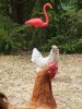 thumb_can_i_have_pink_feathers_too~1.jpg