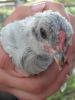 thumb_chick_1_on_the_outside~1.jpg